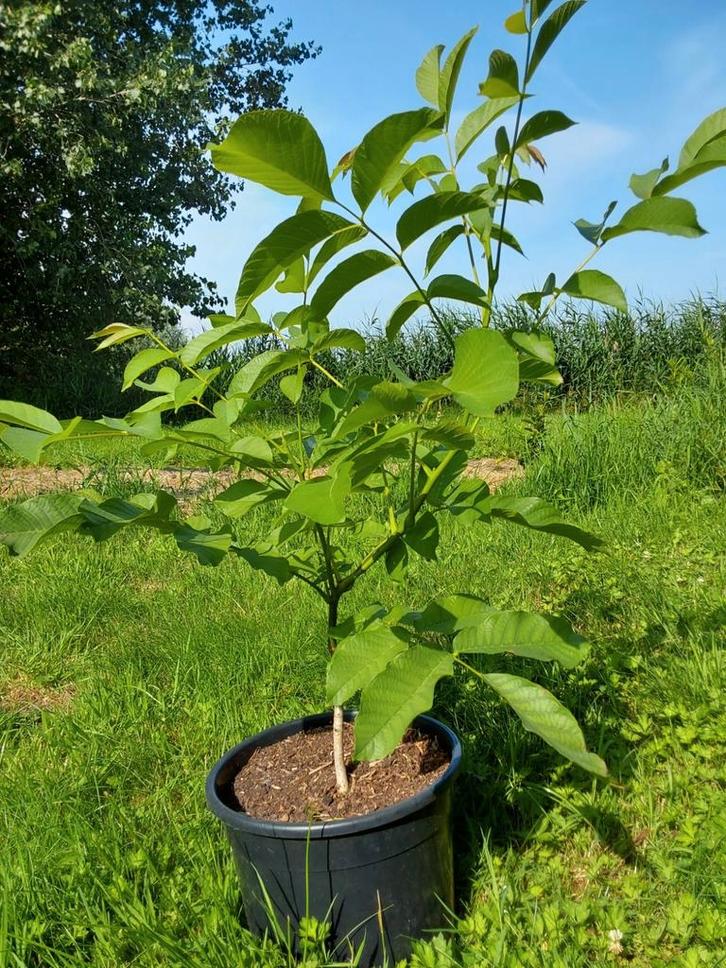 Mini of dwerg walnoot, Tuin en Terras, Planten | Bomen, Overige soorten, Volle zon, In pot, Ophalen