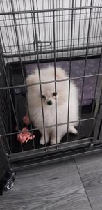 Wit Pomeranian teefje 5 mnd – met paspoort & chip, Dieren en Toebehoren, Keeshond, 15 weken tot 1 jaar, CDV (hondenziekte), Teef