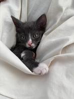 Kitten +accessoires 200 euro, Dieren en Toebehoren, Katten en Kittens | Overige Katten, Poes