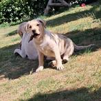 Blonde labrador pup-teefje, Dieren en Toebehoren, Honden | Retrievers, Spaniëls en Waterhonden, 15 weken tot 1 jaar, CDV (hondenziekte)