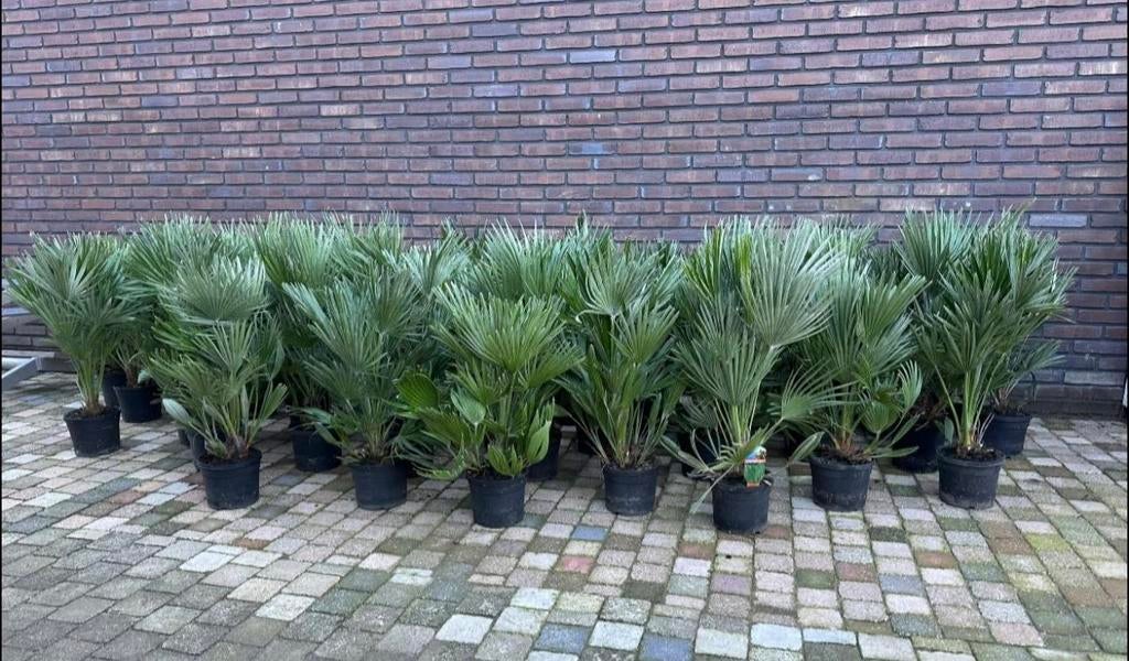 VERSE VULCANO PALMEN POTM.19, Ophalen, Overige soorten, Volle zon
