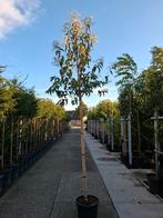 zevenzonenboom heptacodium miconioides hoogstam bomen, Overige soorten, Zomer, Ophalen, Volle zon