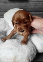 Super mooie cockapoo pups, Dieren en Toebehoren, België, Particulier, Overige rassen, CDV (hondenziekte)