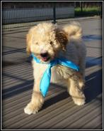 Labradoodle pups. Volledig geent., Dieren en Toebehoren, Nederland, 8 tot 15 weken, CDV (hondenziekte), Meerdere
