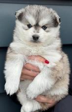 POMSKYNEDERLAND - PUPS BESCHIKBAAR, Parvo, Nederland, 8 tot 15 weken, Poolhond