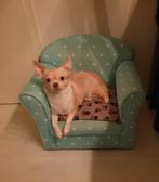 Herplaatsing mini chihuahua vrouwtje, Dieren en Toebehoren, Honden | Chihuahua's en Gezelschapshonden, 6 jaar of ouder, Teef, Eén hond