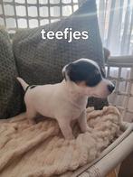 Jack russel puppy's, Dieren en Toebehoren, België, Particulier, Jack Russell Terriër, 8 tot 15 weken