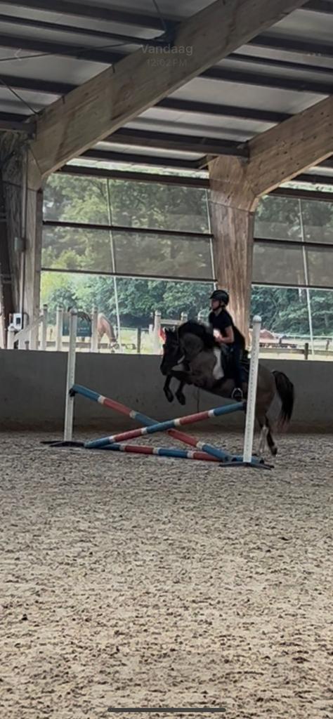 Verzorg/bijrijd/full lease pony gezocht, bijrijder/verzorger, Dieren en Toebehoren, Paarden en Pony's | Verzorgingsproducten, Ophalen of Verzenden