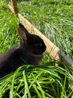 Rasechte dwergkonijntjes, Dieren en Toebehoren, Konijnen, Meerdere dieren, Dwerg, 0 tot 2 jaar