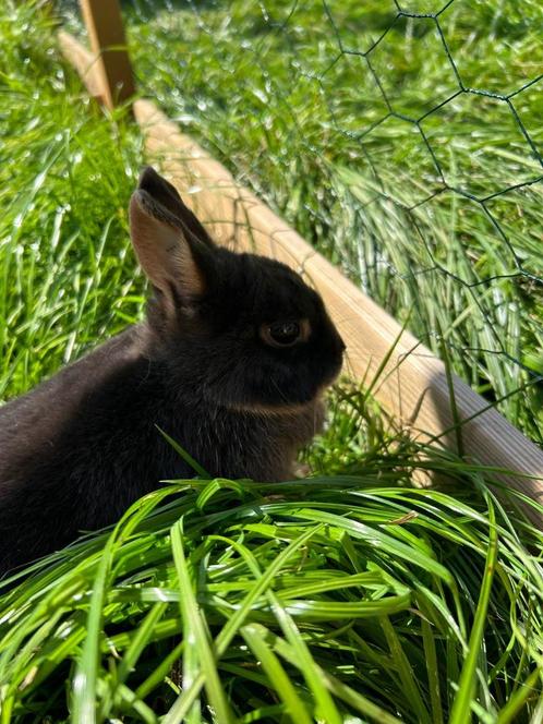 Rasechte dwergkonijntjes, Dieren en Toebehoren, Konijnen, Dwerg, Meerdere dieren, 0 tot 2 jaar