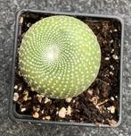 Cactus, Blossfeldia, Huis en Inrichting, Kamerplanten, Ophalen of Verzenden, Cactus, Volle zon, Minder dan 100 cm