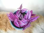 Tradescantia pink paradise, Huis en Inrichting, Kamerplanten, Ophalen of Verzenden, Overige soorten, Minder dan 100 cm