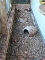 Kwartels chinese, Dieren en Toebehoren, Pluimvee, Meerdere dieren, Overige soorten