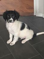 Hele mooie BORDER COLLIE x FRIESE STABIJ pup - reutje, Parvo, Nederland, Reu, 8 tot 15 weken