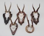 OPRUIMING: 5 x REE GEWEI op houten schild