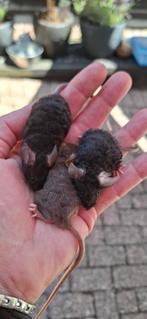 Jonge krulhaar muisjes, Vrouwelijk, Muis, Na 1 juli 2024