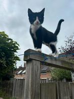 Katertje pers x europeese korthaar, Kater, Ontwormd, 0 tot 2 jaar