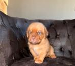 Bordeaux dog pups, Overige rassen, Meerdere, Meerdere dieren, Nederland