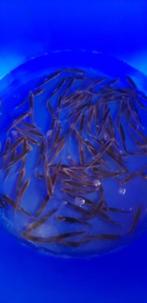 blauwe winde 7-10 cm  €1.50 per stuk, Dieren en Toebehoren, Vissen | Vijvervissen, Baars of Goudwinde