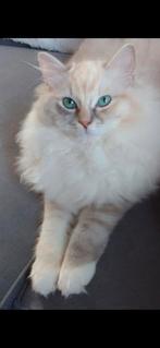 ️Beeldschone Ragdoll poes te koop️, Dieren en Toebehoren, Katten en Kittens | Raskatten | Langhaar, Poes, Gechipt