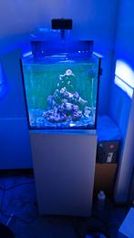 Red Sea Aquarium 75L, Dieren en Toebehoren, Ophalen