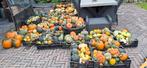 Te koop pompoenen en kalebassen partijtje partij, Ophalen, Nieuw