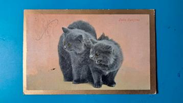 Zwarte katten poesen. Little Spitfires.  1907  beschikbaar voor biedingen
