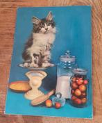 Katje op weegschaal in de keuken, Verzenden, Gelopen, Hond of Kat