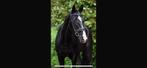 Zeer lieve leermeester te koop, Dieren en Toebehoren, Paarden, Ruin, Dressuurpaard