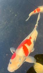 Grote Doitsu Sanke koi 55 cm gezonde mooie vis, Karper of Koi