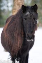 Verzorgpony aangeboden (shetlander), Ophalen of Verzenden