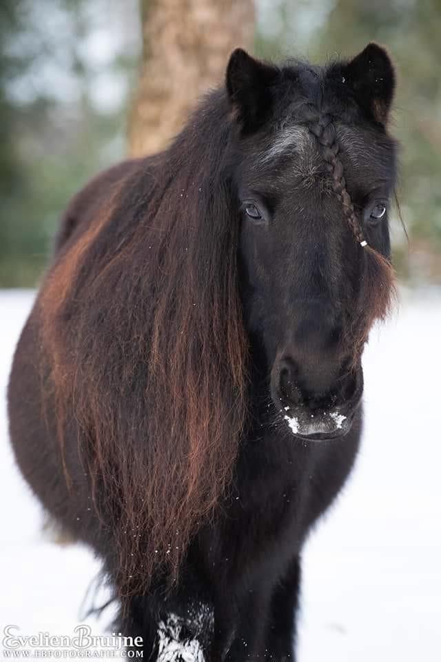 Verzorgpony aangeboden (shetlander), Dieren en Toebehoren, Paarden en Pony's | Overige Paardenspullen, Ophalen of Verzenden