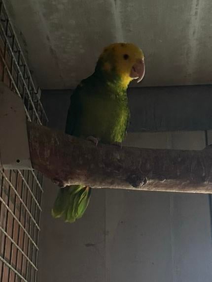 Losse man dubbele geelkop Amazone, Dieren en Toebehoren, Mannelijk, Papegaai