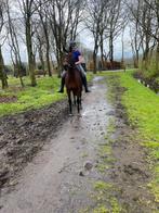 Lieve recreatie merrie (E pony), Dieren en Toebehoren, Pony's, 11 jaar of ouder, E pony (1.48m - 1.57m), Merrie, L