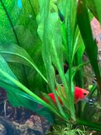 Aquariumplant Echinodorus Bleheri stekjes, Dieren en Toebehoren, Vissen | Aquaria en Toebehoren, Ophalen, Nieuw, Plant(en), Steen of Hout