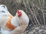 Broedeieren Brahma lemon pyle, Dieren en Toebehoren, Pluimvee, Geslacht onbekend, Kip