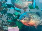 Roodbuik Piranha’s te koop 9 stuks, Vis