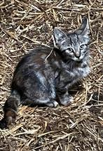 Europese korthaar kittens, Dieren en Toebehoren, Katten en Kittens | Overige Katten