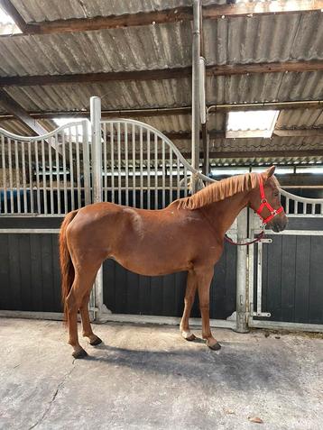 Te koop New forest, shetlander en meer beschikbaar voor biedingen