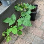 Stekken  van braam/ bes of tomaat, Ophalen, Minder dan 100 cm, Overige soorten, In pot