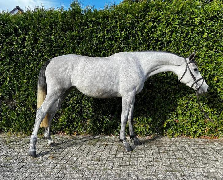 Te koop bomproof paardje, Dieren en Toebehoren, Paarden, Merrie, Zadelmak, 3 tot 6 jaar
