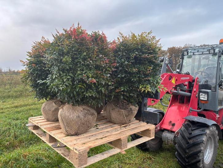 Nandina domestica 'Gulfstream' - Hemelse bamboe, Tuin en Terras, Planten | Tuinplanten, Overige soorten, Halfschaduw, Zomer, Ophalen
