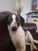 Lory zoekt een baasje voor het leven., Dieren en Toebehoren, Honden | Niet-rashonden, Particulier, Rabiës (hondsdolheid), 15 weken tot 1 jaar