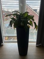 2 Grote Bloempotten, Huis en Inrichting, Kamerplanten, 100 tot 150 cm, Overige soorten, In pot, Bloeiende kamerplant