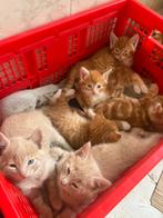 Lieve boerderijkittens zoeken een fijn thuis, Dieren en Toebehoren, Katten en Kittens | Overige Katten, Meerdere dieren
