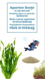 Nano aquarium start cursus, Dieren en Toebehoren, Vissen | Aquariumvissen, Vis