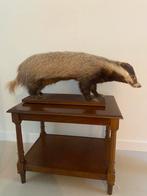 Opgezette Das - Prachtig Taxidermie Exemplaar, Ophalen of Verzenden
