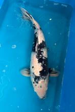 Shiro utsuri +/- 70 cm, Karper of Koi