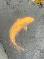 Koi yamabuki doitsu ogon 80 cm, Dieren en Toebehoren, Karper of Koi