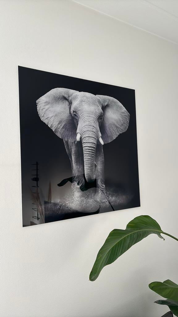 Glasschilderij Olifant, Ophalen, Zo goed als nieuw, Schilderij, 75 tot 100 cm